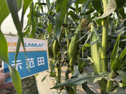 水溶肥廠家,土壤惡化,拉姆拉滴灌級特種肥