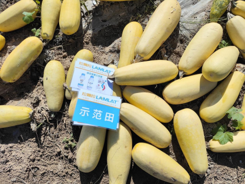 水溶肥,西葫蘆種植,拉姆拉滴灌級特種肥